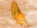 Cacopsylla cf. affinis